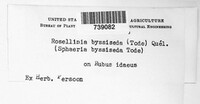 Rosellinia byssiseda image